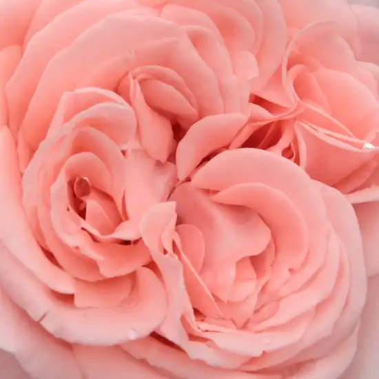 Trandafiri online - Roz - trandafir teahibrid - trandafir cu parfum intens - Rosa Marcsika - Márk Gergely - ,-